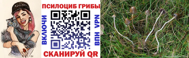 omg ССЫЛКА  Покровск  Псилоцибиновые грибы Psilocybe  купить  сайты 